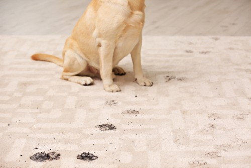  Tips On Cleaning Home Carpets